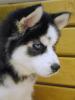 cuddly husky pup